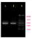 PCR 생성물