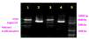 BamH1, Kpn1의 digestion 생성물