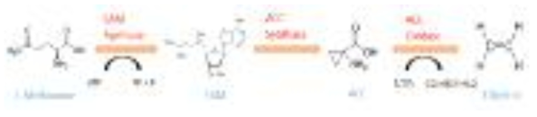 Ethylene 생성 기작