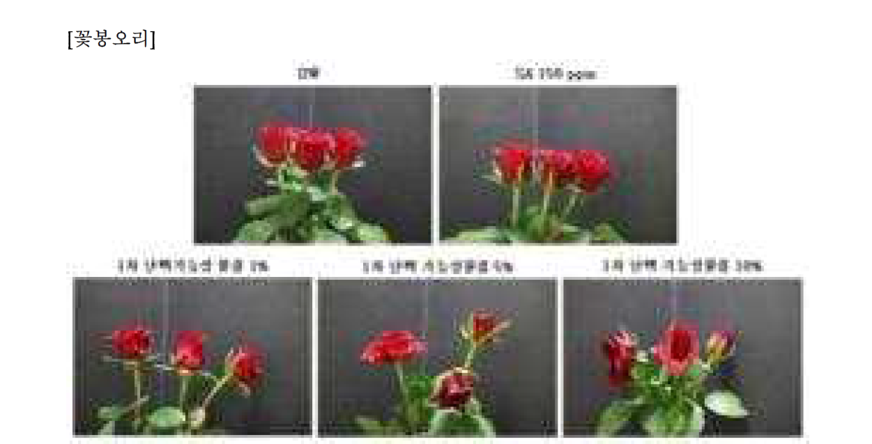 1차 실험- 3일차 장미꽃 전체 모습 및 봉오리 관찰