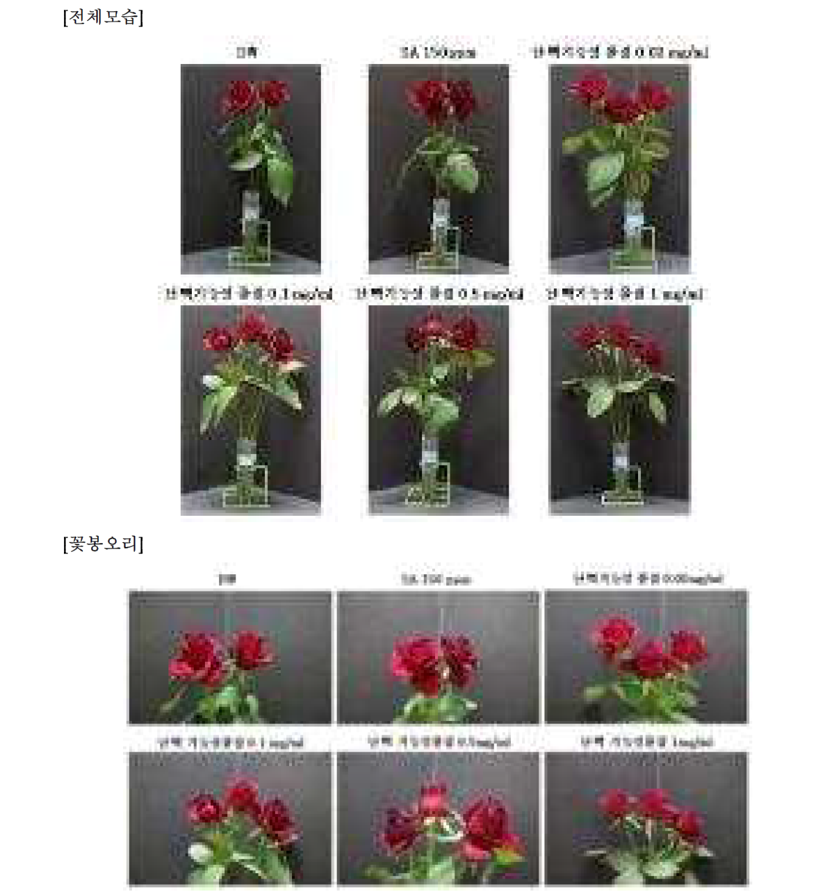 4차 실험- 12일차 장미꽃 전체모습 및 봉오리 관찰