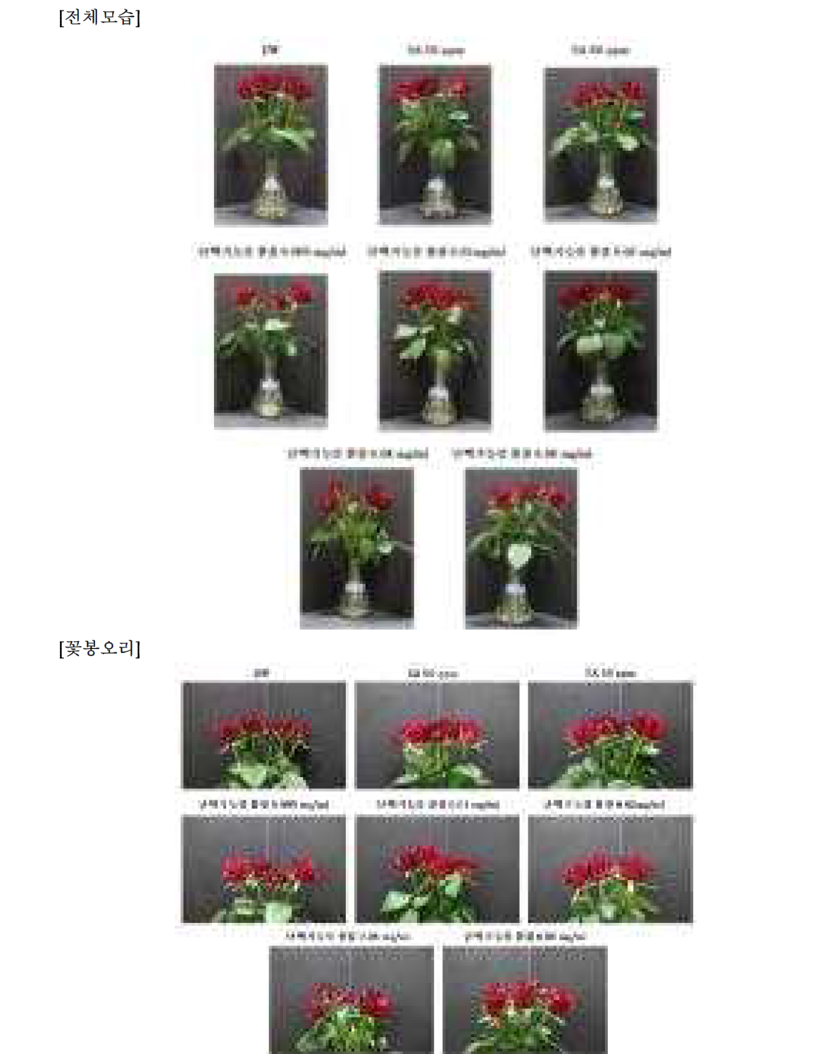 7차 실험- 12일차 장미꽃 전체모습 및 꽃봉오리 관찰