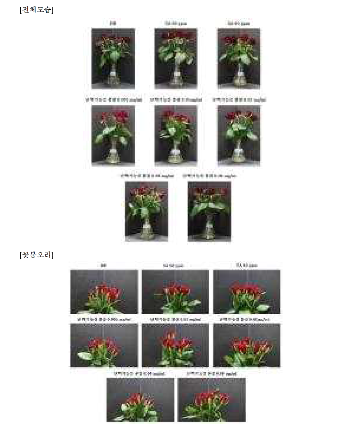 7차 실험- 16일차 장미꽃 전체모습 및 꽃봉오리 관찰