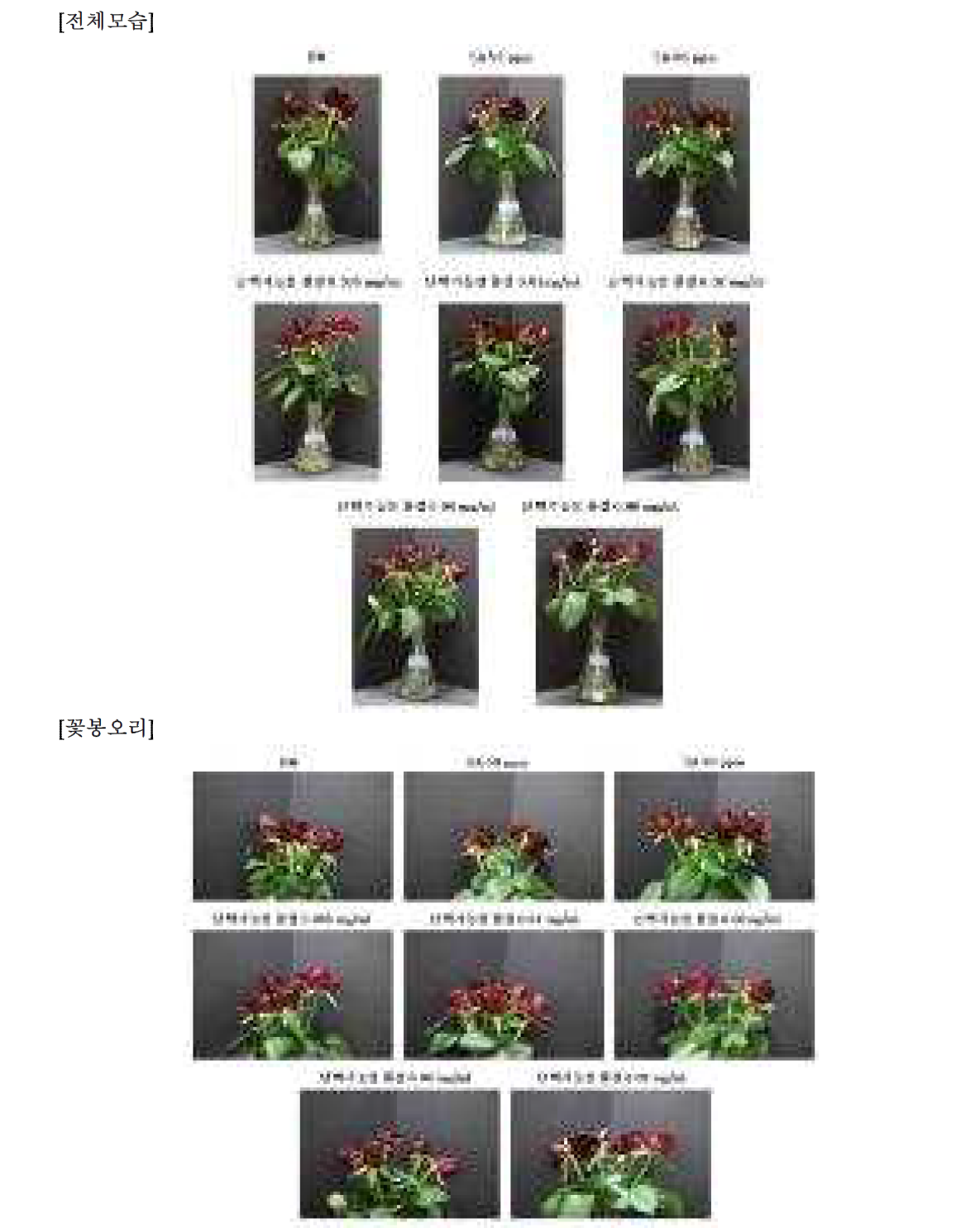 7차 실험- 18일차 장미꽃 전체모습 및 꽃봉오리 관찰