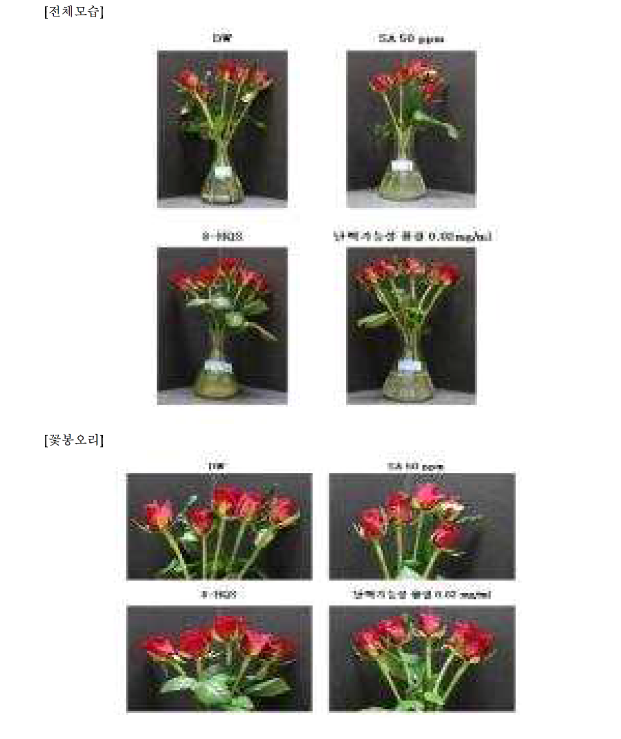 8차 실험(지속적 침지)- 1일차 장미꽃 전체모습 및 꽃봉오리 관찰