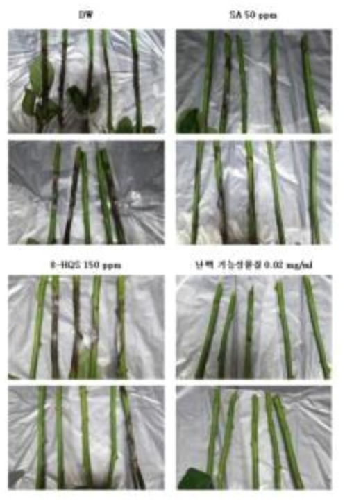 8차 실험(지속적 침지) - 9일차 실험 종료 시 각 장미꽃의 줄기의 모습