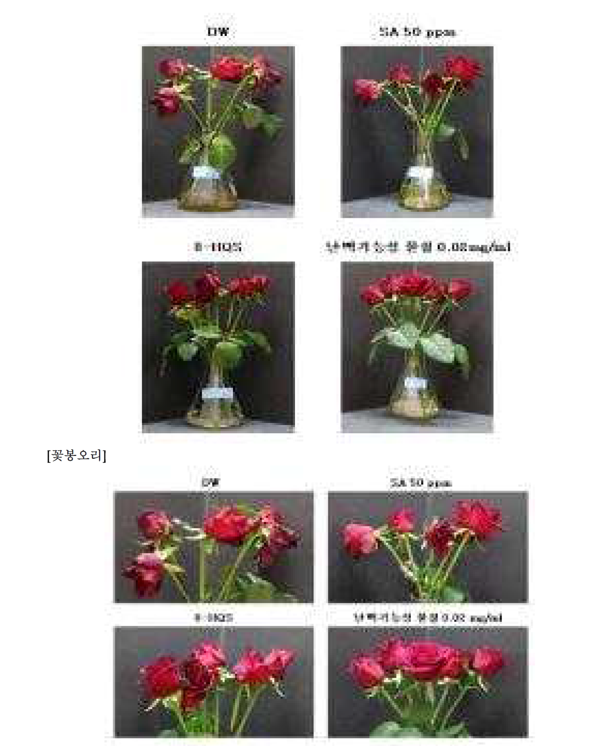 8차 실험(1시간 침지) - 11일차 장미꽃 전체모습 및 꽃봉오리 관찰