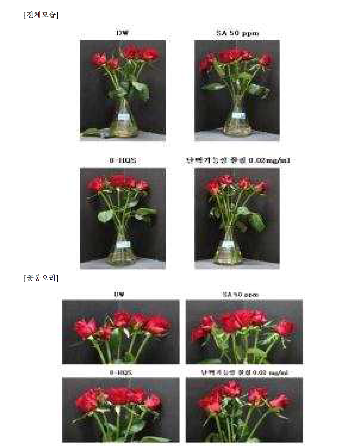 8차 실험(2시간 침지) - 7일차 장미꽃 전체모습 및 꽃봉오리 관찰