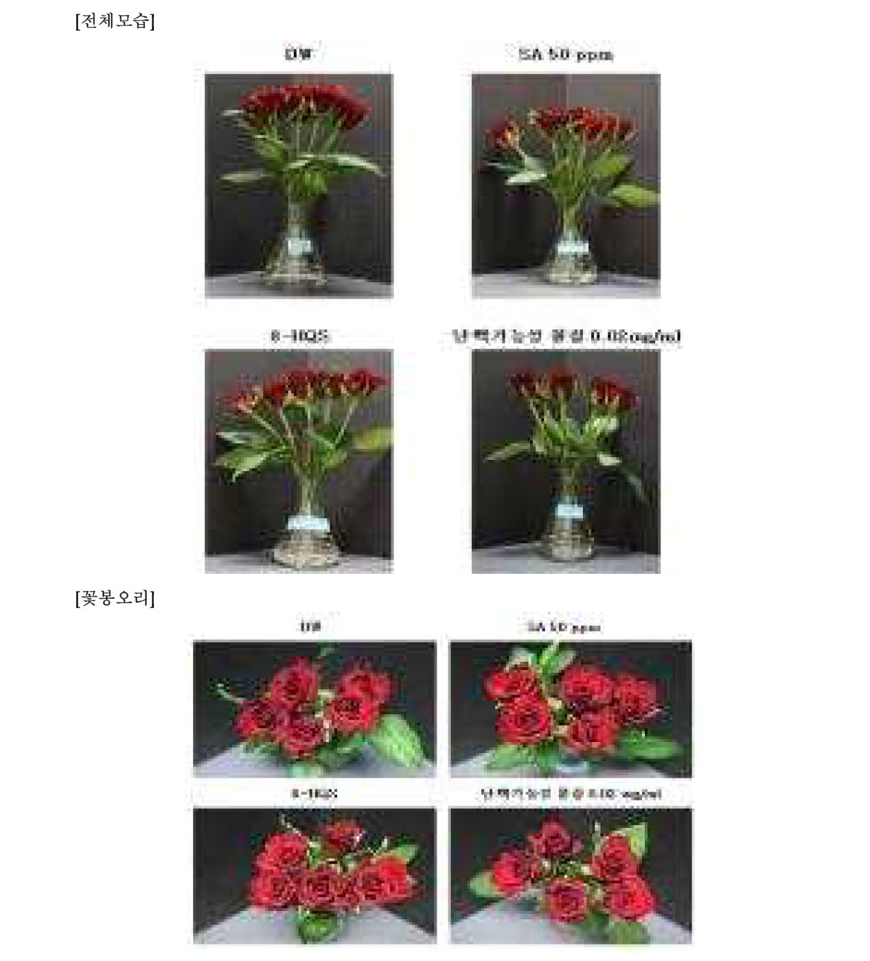 9차 실험(2시간 침지) - 1일차 장미꽃 전체모습 및 꽃봉오리 관찰