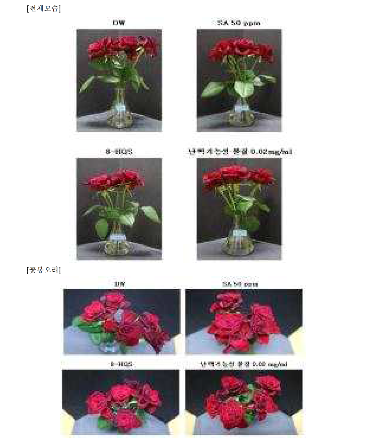 9차 실험(2시간 침지) - 10일차 장미꽃 전체모습 및 꽃봉오리 관찰