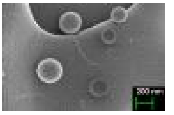 FE-SEM 50.0K에서 D.W에 50% 희석된 lysosome 확인 사진