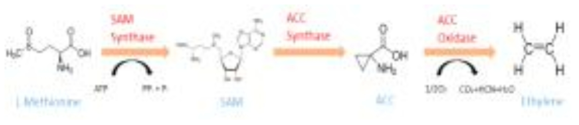 Ethylene 생성 기작