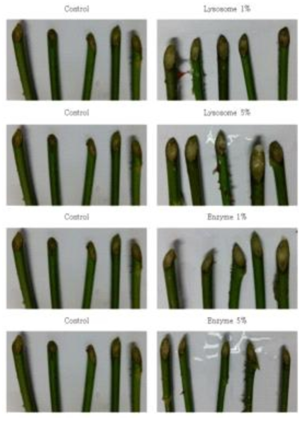 4일차 도관 흡수 처리 장미꽃의 줄기 끝부분 모습