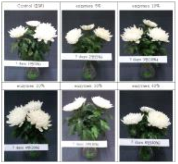 7일차 분사 처리 국화의 전체 모습 관찰 사진