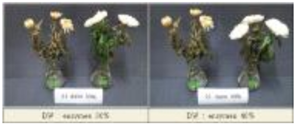 enzyme 30, 40% 처리 군과 대조군 비교