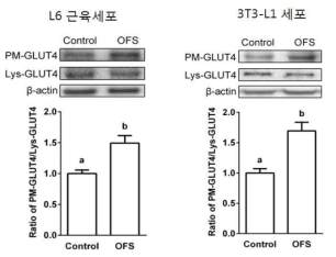 GLUT4 translocation에 미치는 영향 OFS; 보검선인장 추출물, PM-GLUT4; plasma membrane GLUT4, Lys-GLUT4; cell lysates 의 GLUT4