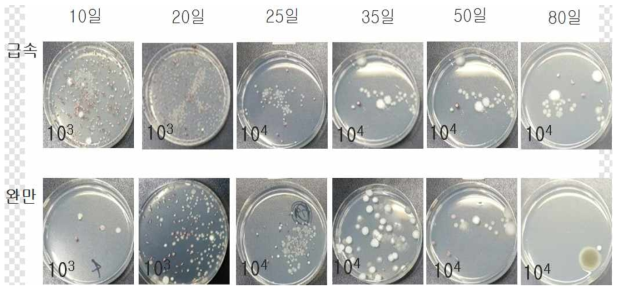 Changes in fungal development of semi-dried persimmons according to freezing conditions at -10℃