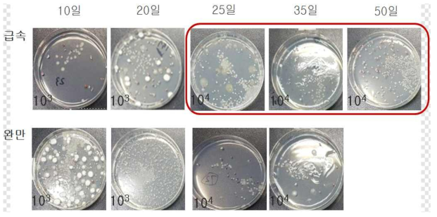 Changes in fungal development of semi-dried persimmons according to freezing conditions at 0℃