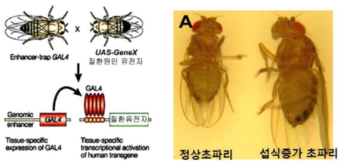 초파리의 UAS/GAL4 시스템 및 섭식증가에 따른 곤충 체중 증가