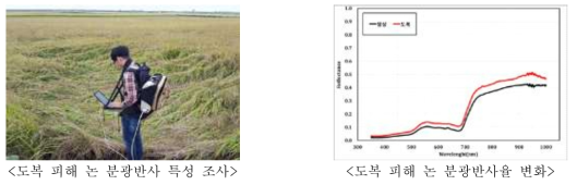 벼 도복 피해 논의 분광반사 특성조사 전경 및 논 분광반사율 비교(‘16, 김제)