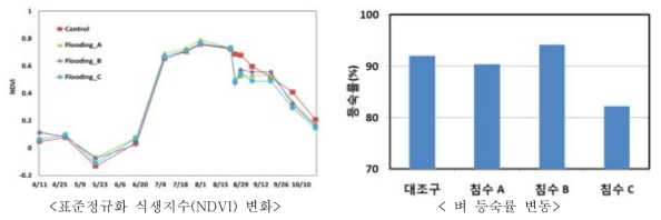 침수 발생에 따른 처리구별 식생지수 변화 및 수확기 벼 등숙률 변화