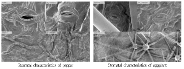 Stomatal characteristics of pepper and eggplant leaves Leaves under 50ppb of SO2