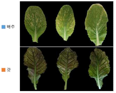 Visible damage of cabbage and mustard leaves under 120ppb of O3