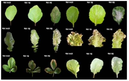Visible damage of eggplant, cabbage, lettuce, strawberry leaves under high concentration (2ppm) of SO2
