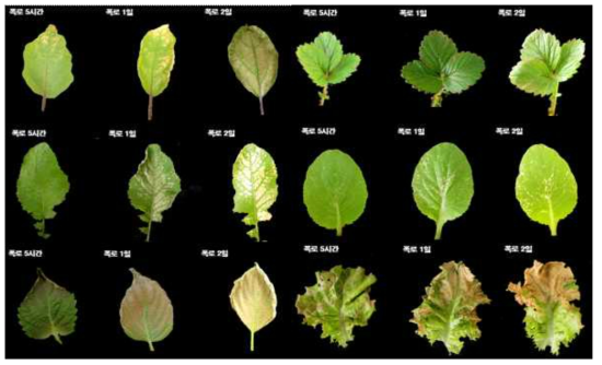 Visible damage of eggplant, mustard, perilla, strawberry, cabbage, lettuce leaves under high concentration (2ppm) of NO2