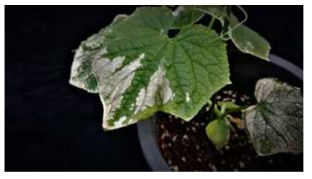 The visible symptoms of Cucumis sativus by sulfur dioxide (SO2)