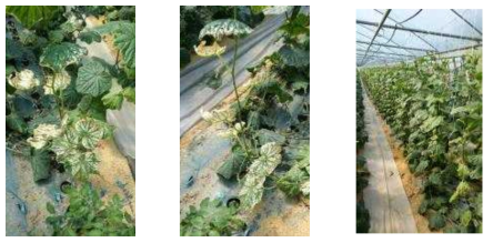 Damage to cucumber caused by harmful gases generated by combustion of fuel used in winter greenhouse heating