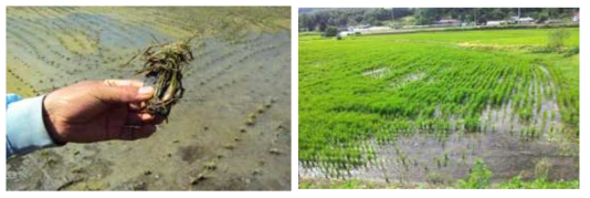 Damage to rice caused by inflow of wastewater containing fluoric acid