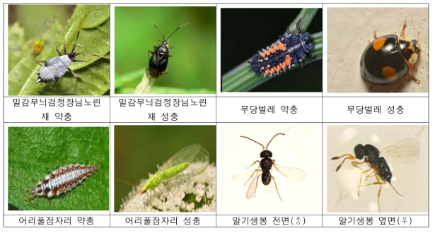 갈색날개매미충의 알, 약충의 천적