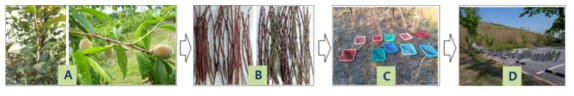 전정가지 부화율 시험 절차(A: 전정 전 난괴발생가지, B: 전정가지, C: 전정가지 야외보존,D: 부화율 조사를 위한 망사처리)