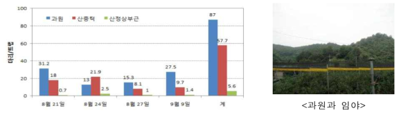 블루베리 과원과 임야에서의 갈색날개매미충 발생량