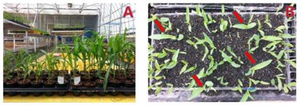 Off-type selection at the early stage and germination stage. (A) The off-type(right) has superior plant vigor to haploid plant(left), (B) the arrows indicate off-type at the germination stage