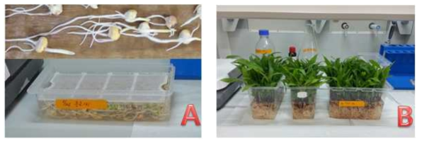 Chromosome doubling stage treated by colchicine. (A) Germinated haploid seeds and treated seeds in colchicine solution, (B) haploid seedlings treated in the colchicine solution