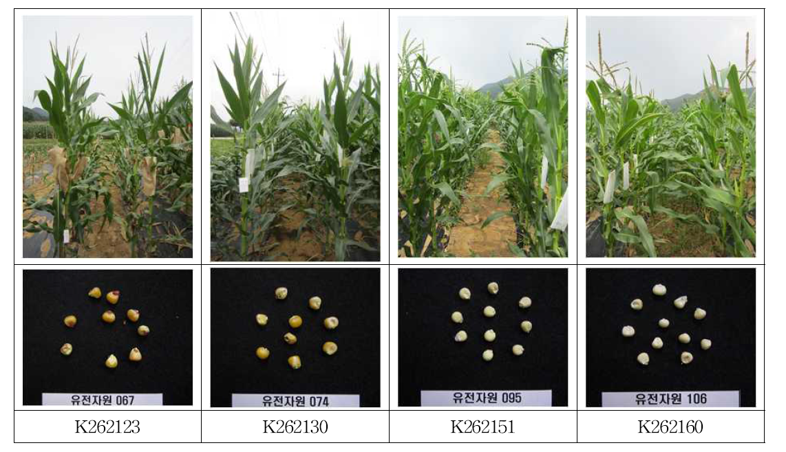 Plant and seed types of some doubled haploid inbred lines deposited to National Agrobiodiversity Center