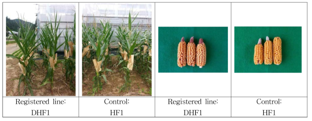 Plant and seed types of the first registered field corn inbred line by doubled haploid technology in Korea and control line