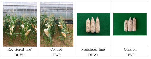 Plant and seed types of the first registered waxy corn inbred line by doubled haploid technology in Korea and control line