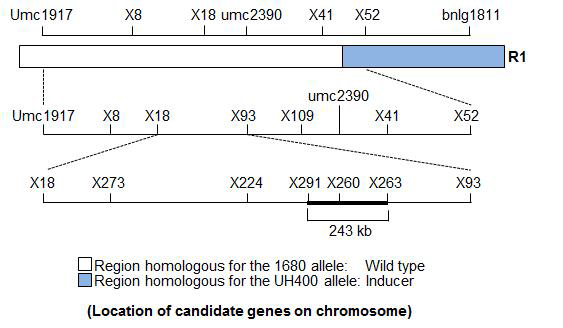Chromosomal location of the candidate genes which can be related to haploid induction