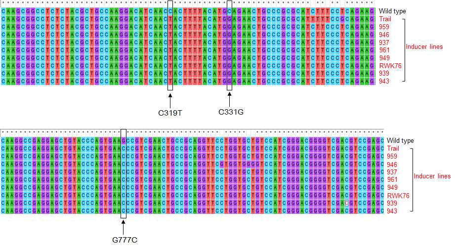 Polymorphism of GRMZM2G471240 genes encoding patatin-like phospholipase 2A between wild-type and various haploid-inducing lines