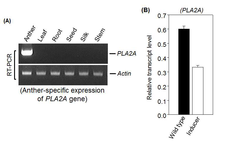 Expression pattern of PLA2A gene. (A) PLA2A was specifically expressed in anther tissues. (B) Transcript level of PLA2A gene was much low in inducer lines compared to wild-type plants