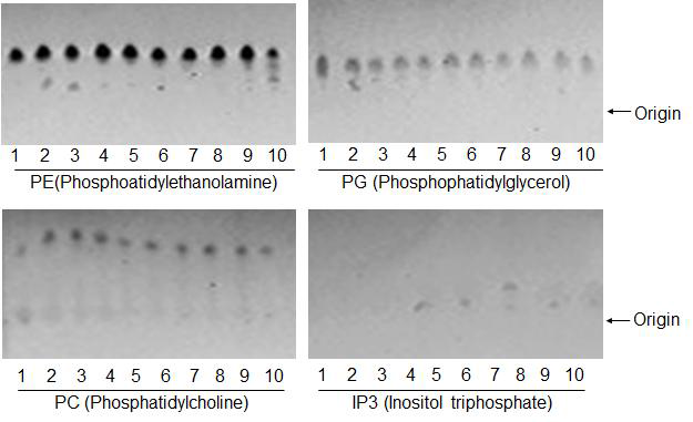 Enzymatic assay for isolation of PLA2A substrate. Recombinant protein MBP-PLA2A was over-expressed in E. coli and purified with amylose resin. Each of PE (Phosphoatidylethanolamine), PG (Phosphophatidylglycerol), PA (Phosphatidic acid) and IP3 (Inositol triphosphate) was added in the reaction mixture including MBP-PLA2A. The reaction was carrie out with different salt. Lane 1: No enzyme, lane 2: KCl, lane 3: CaCl2, lane 4: ZnSO4, lane 5: FeCl2, lane 6: MgSO4, lane 7: NaCl, lane 8: NH4Cl, lane 9: MnCl2, lane 10 CuSO4. Reaction products were analyzed by thin layer chromatography