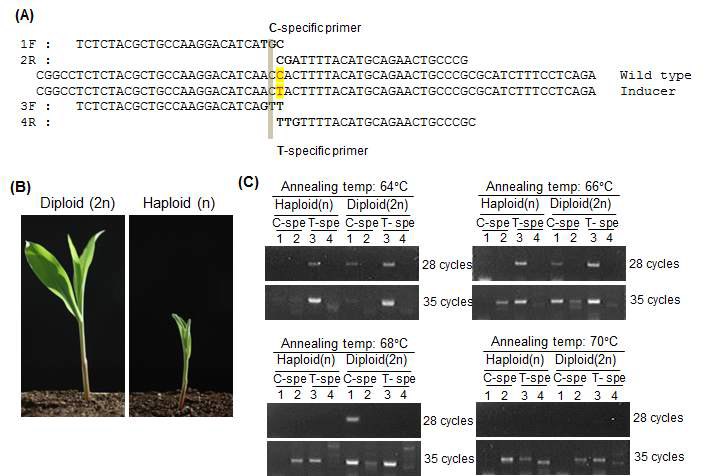 Marker development for the selection of haploid plants using PLA2A gene. (A) Nucleotide sequences of PLA2A gene of haploid-inducing plants were compared with that of wild-type PLA2A gene and then SNP-specific primers were designed. Phenotypes of diploid and haploid plants. Seeds of diploid and haploid plants were germinated in soil and grown for 8 days. (C) Genomic DNAs were isolated from the leaves of diploid and haploid plants and then amplified by PCR with SNP-specific primers. PCR reactions were performed at four different temperatures as indicated