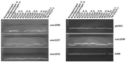 Candidate molecular marker selection for searching qhir1 and qhir8