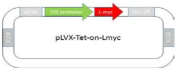 불멸화 유전자 렌티바이러스 벡터 모식도