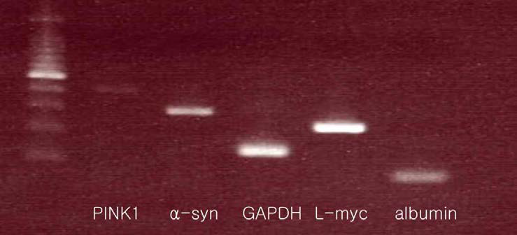 cFF3불멸화 세포주의 gDNA에서 PINK1, α-synuclein 유전자 검출 PCR결과