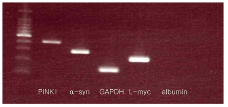 cFF3불멸화 세포주에서 PINK1, α-synuclein 유전자 검출 RT-PCR결과