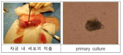 파킨슨 유전자 도입세포주(DLT-3) 착상 후 유산의심 조직 primary culture